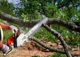 Trusted Grant Park, IL Tree Services Experts