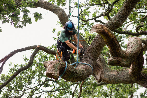 Best Hedge Trimming  in Grant Park, IL