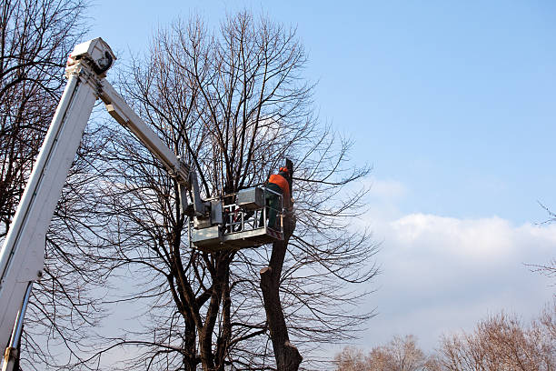 Best Palm Tree Trimming  in Grant Park, IL